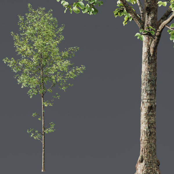 Alnus glutinosa