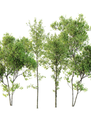Alnus Glutinosa and Acer Saccharinum