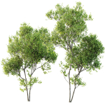 Alnus Glutinosa and Acer Saccharinum