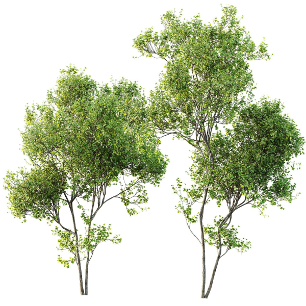 Alnus Glutinosa and Acer Saccharinum