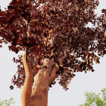 Alnus Glutinosa and Carpinus Betulus