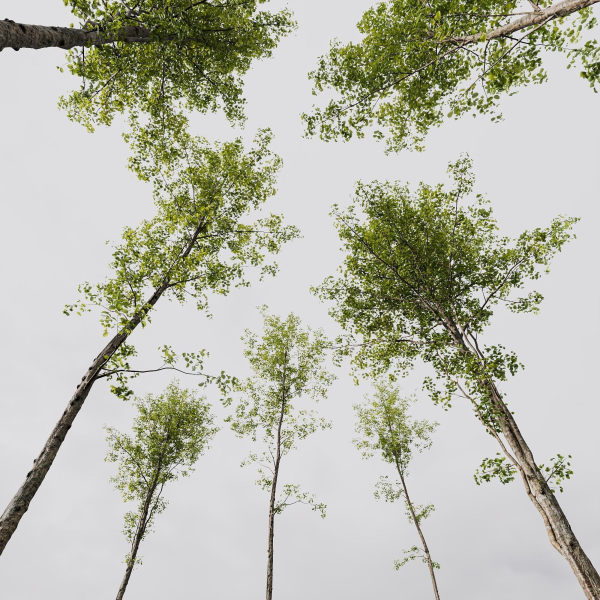 Alnus Glutinosa and Carpinus Betulus