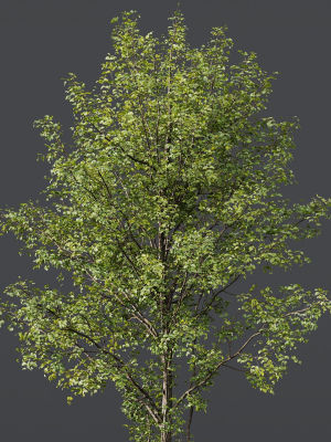 alnus-glutinosa-and-carpinus-betulus-3d-model-bc93307ddd