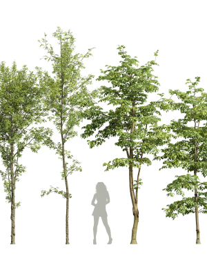 Alnus Glutinosa and Carpinus Betulus