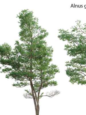 alnus-glutinosa-common-alder-3d-model