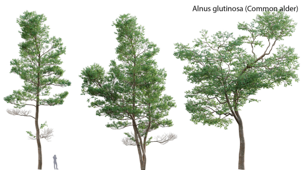 Alnus glutinosa - Common alder