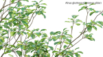 Alnus glutinosa - Common alder