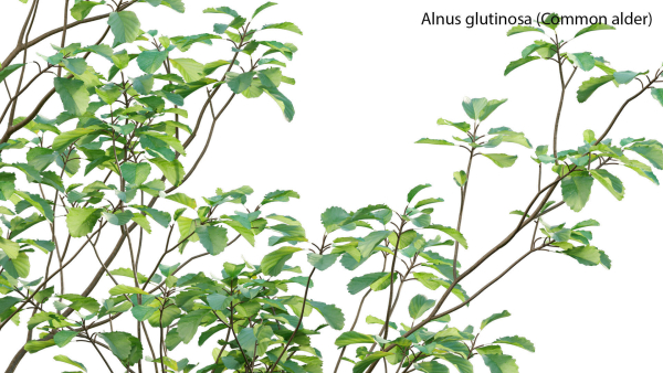 Alnus glutinosa - Common alder