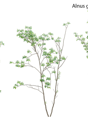 Alnus glutinosa - Common alder