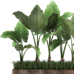 Alocasia in a pot for the interior 951