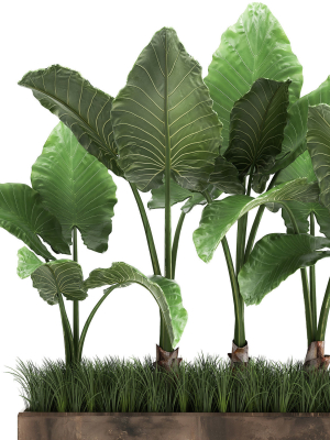 alocasia-in-a-pot-for-the-interior-951-3d-model-max-obj-fbx