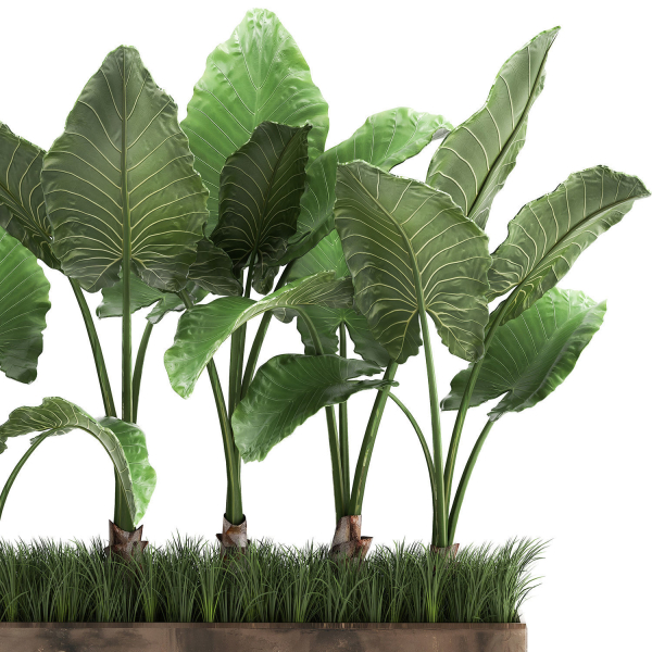 Alocasia in a pot for the interior 951