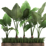 Alocasia in a pot for the interior 951