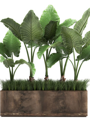 Alocasia in a pot for the interior 951