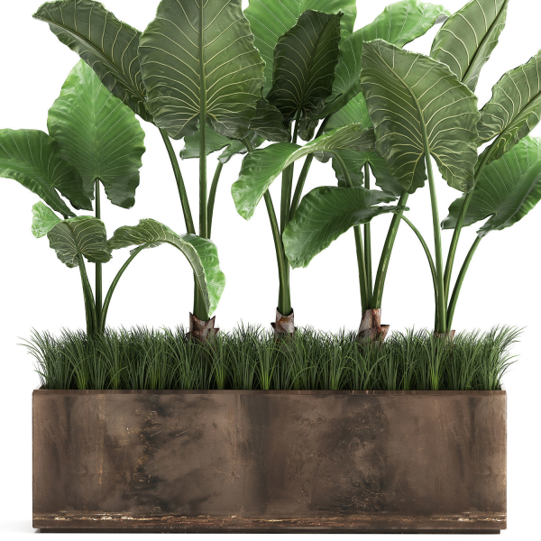 Alocasia in a pot for the interior 951