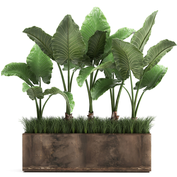 Alocasia in a pot for the interior 951