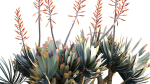 Aloe plicatilis - Fan Aloe - 02