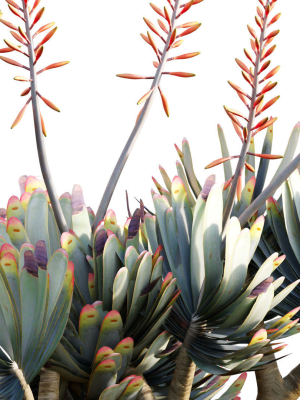 aloe-plicatilis-fan-aloe-02-3d-model