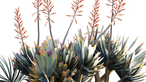 Aloe plicatilis - Fan Aloe - 02