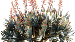 Aloe plicatilis - Fan Aloe - 02
