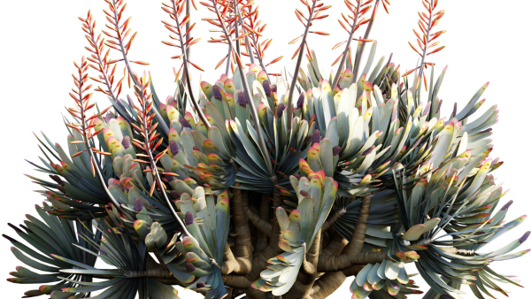 Aloe plicatilis - Fan Aloe - 02