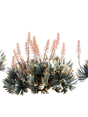 Aloe plicatilis - Fan Aloe - 02