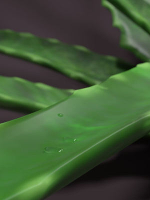 aloe-vera-house-plant-3d-model-obj-fbx-stl-blend-dae