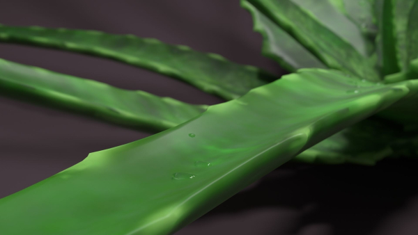 Aloe vera house plant