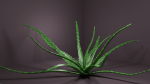Aloe vera house plant