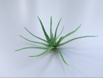 Aloe vera house plant