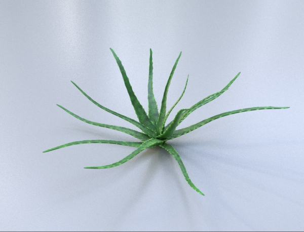 Aloe vera house plant