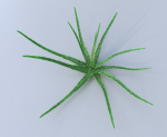 Aloe vera house plant