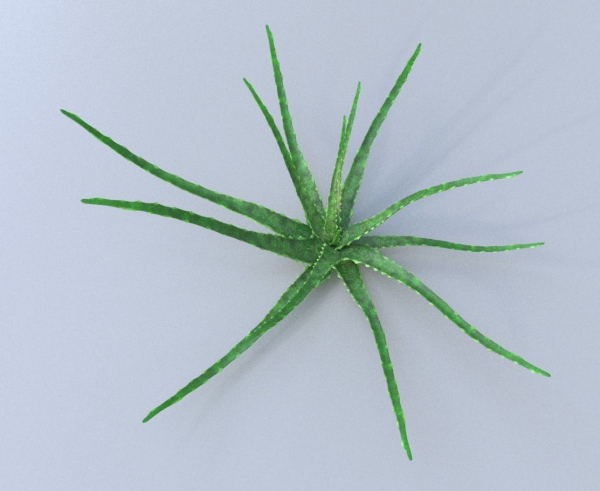 Aloe vera house plant
