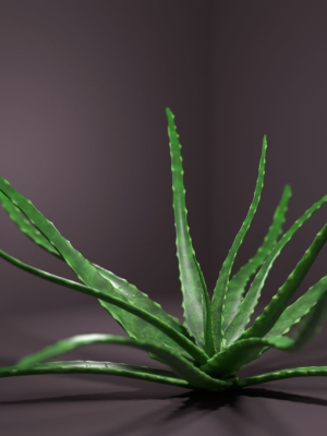 Aloe vera house plant