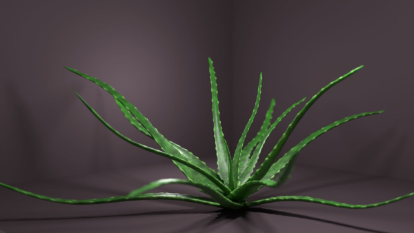 Aloe vera house plant