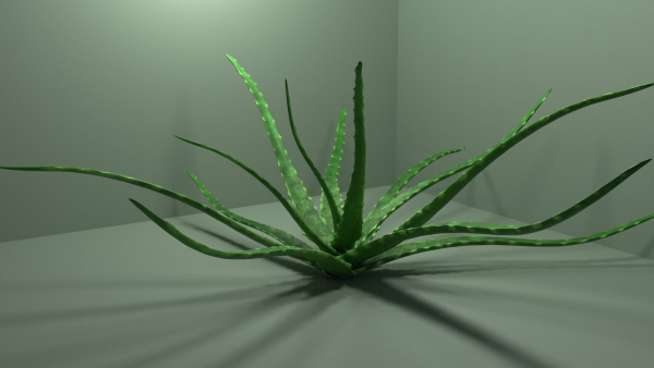 Aloe vera house plant