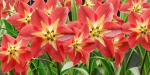 Amaryllis flowers vol 128-Blender