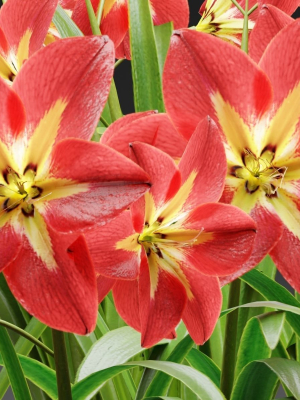 amaryllis-flowers-vol-128-blender-3d-model-9ae9d21380