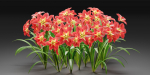 Amaryllis flowers vol 128-Blender