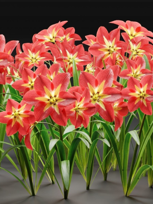 Amaryllis flowers vol 128-Blender