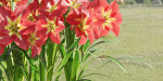 Amaryllis flowers vol 128-Blender
