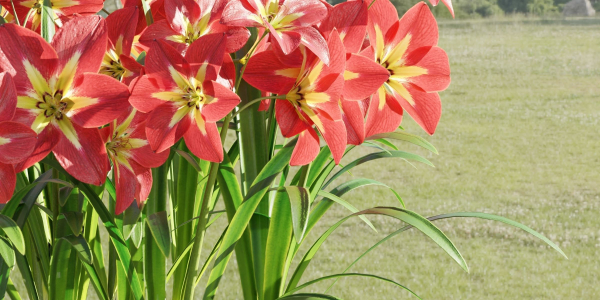 Amaryllis flowers vol 128-Blender