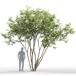 Amelanchier 01