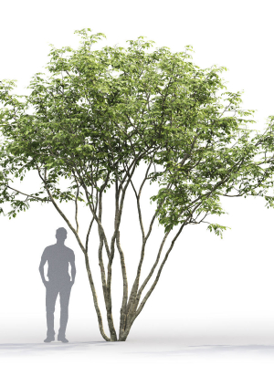 amelanchier-01-3d-model-04222df9bf