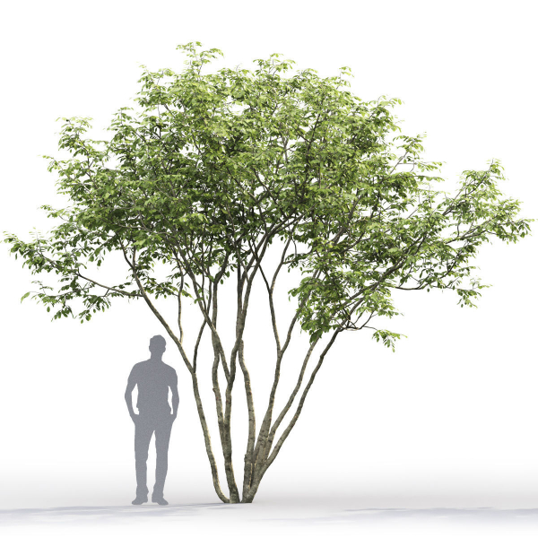 Amelanchier 01