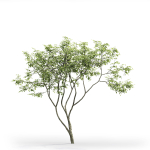 Amelanchier 01