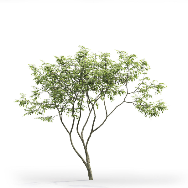 Amelanchier 01