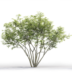 Amelanchier 01