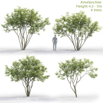 Amelanchier 01
