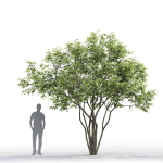 Amelanchier 01